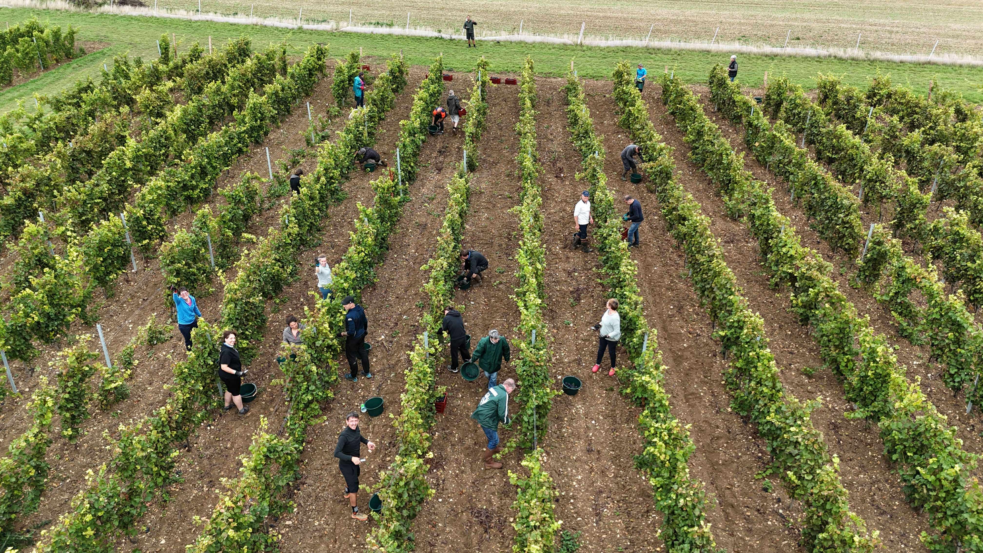 20 et 21 septembre 2025 - Premières vendanges !
