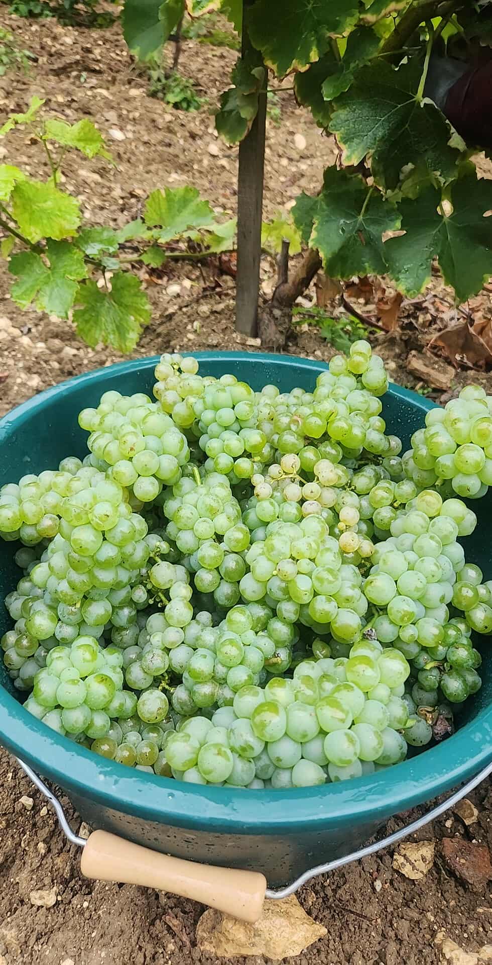 20 et 21 septembre 2025 - Premières vendanges ! Sauvignon 